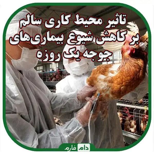 The-role-of-personal-hygiene-in-preventing-diseases-of-day-old-chicks