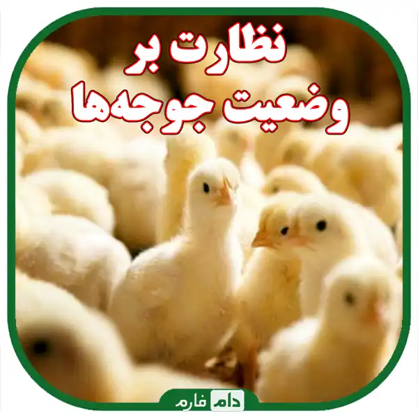 How-to-use-anti-disease-drugs-in-chickens