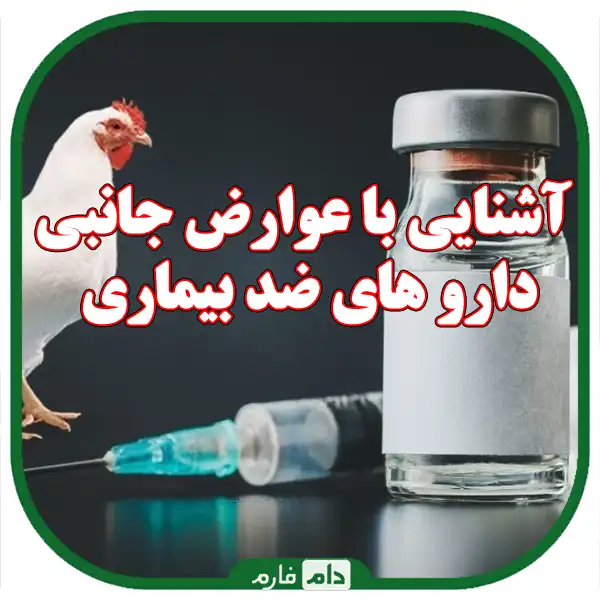 How-to-use-anti-disease-drugs-in-chickens