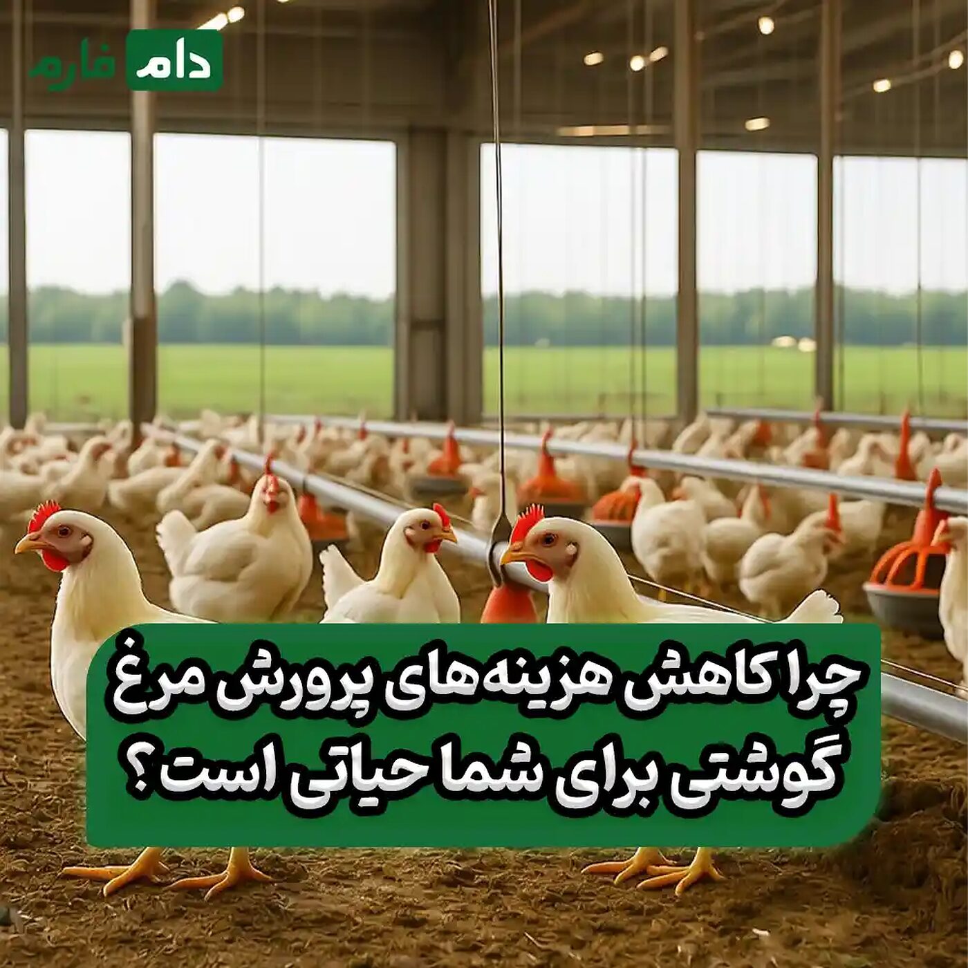 چگونه_هزینه‌های_پرورش_مرغ‌های_گوشتی_را_کاهش_دهیم؟