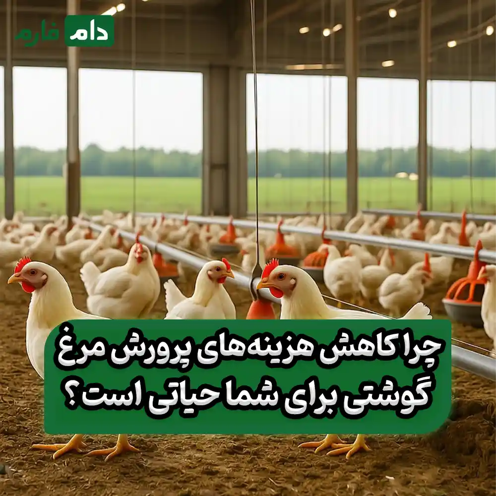 چگونه_هزینه‌های_پرورش_مرغ‌های_گوشتی_را_کاهش_دهیم؟