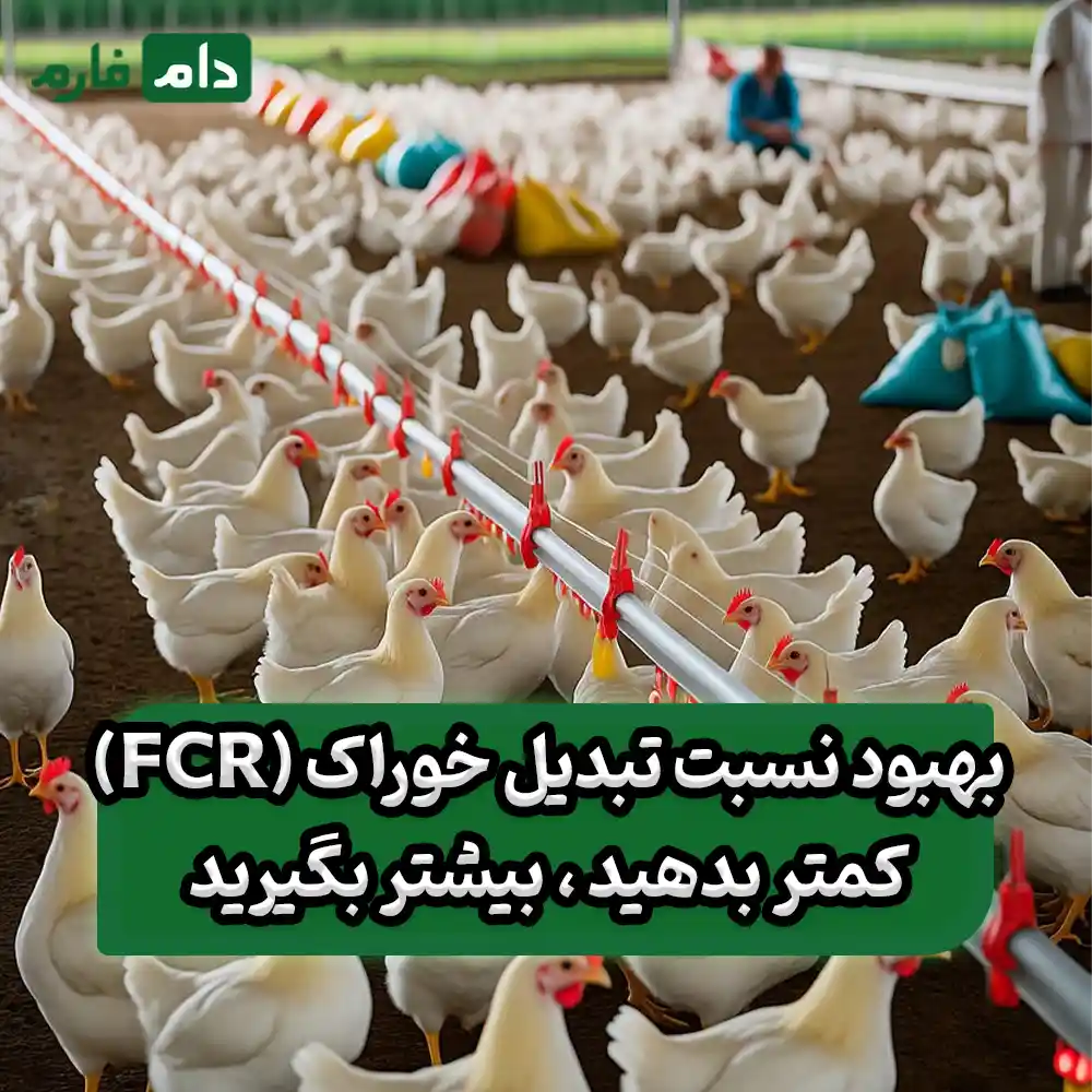 How-to-reduce-the-costs-of-raising-broilers