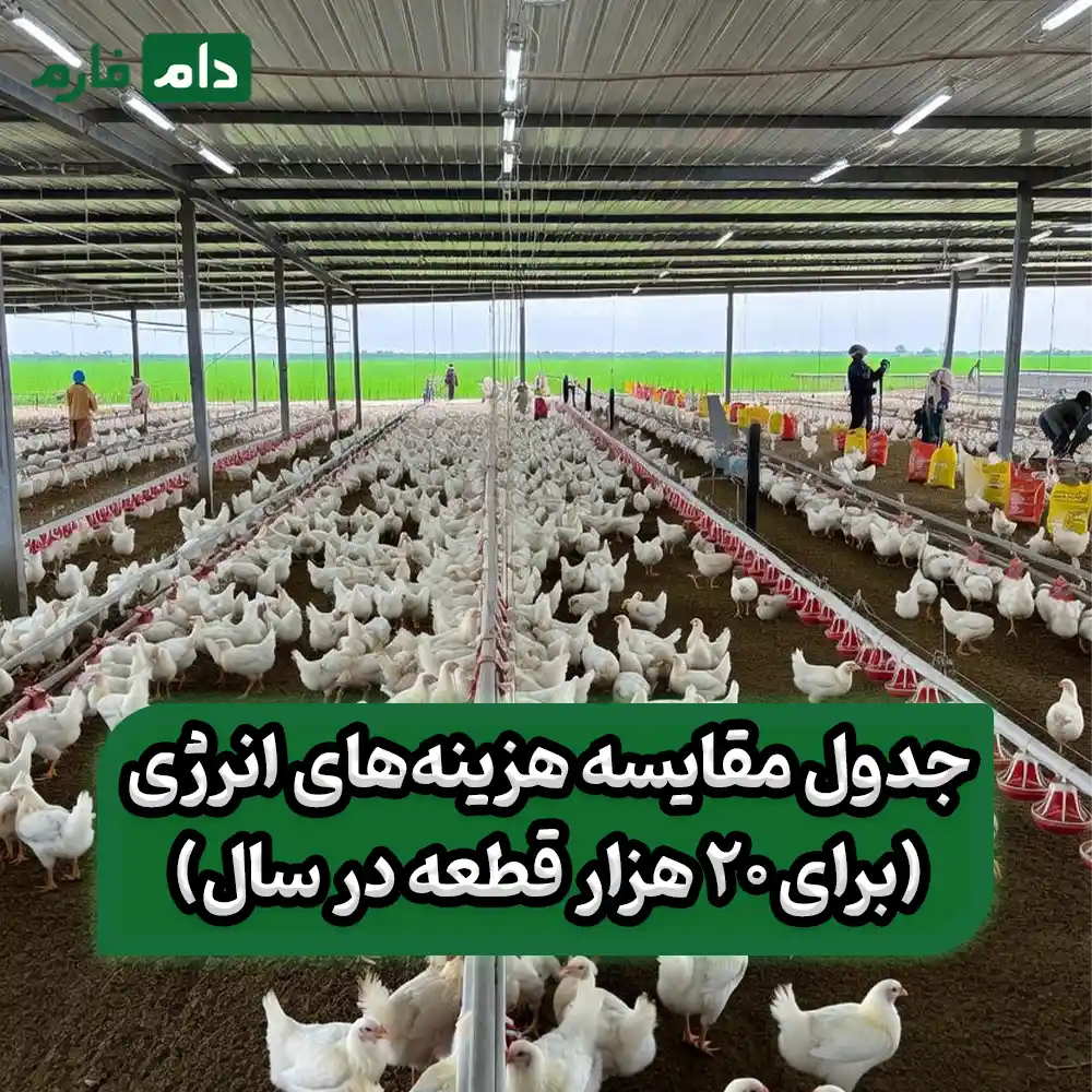 How-to-reduce-the-costs-of-raising-broilers