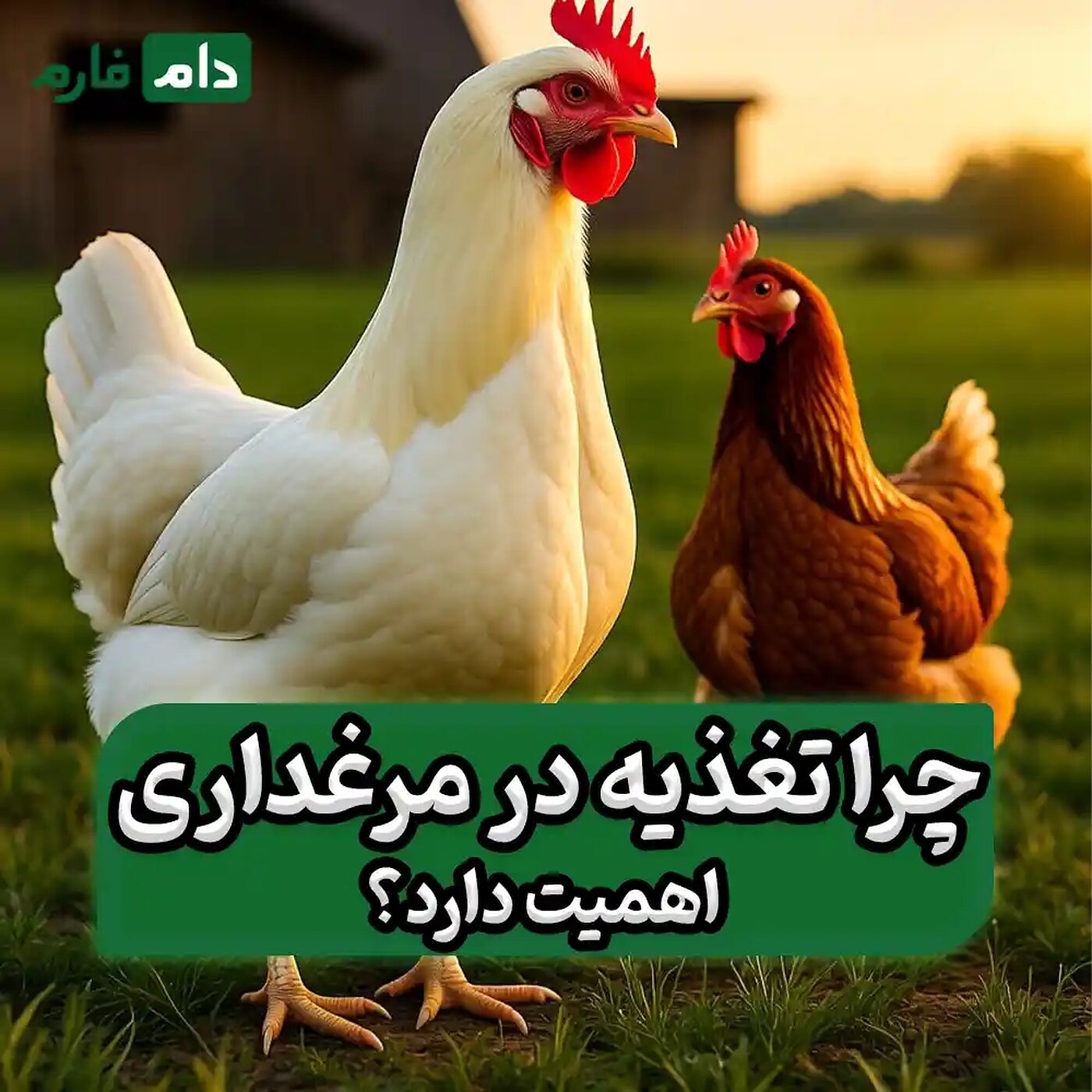 تفاوت_تغذیه_مرغ_گوشتی_و_تخم‌گذار