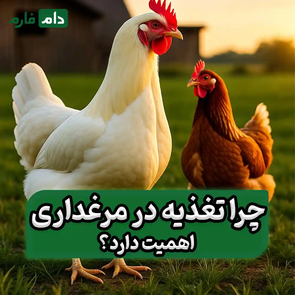 تفاوت_تغذیه_مرغ_گوشتی_و_تخم‌گذار