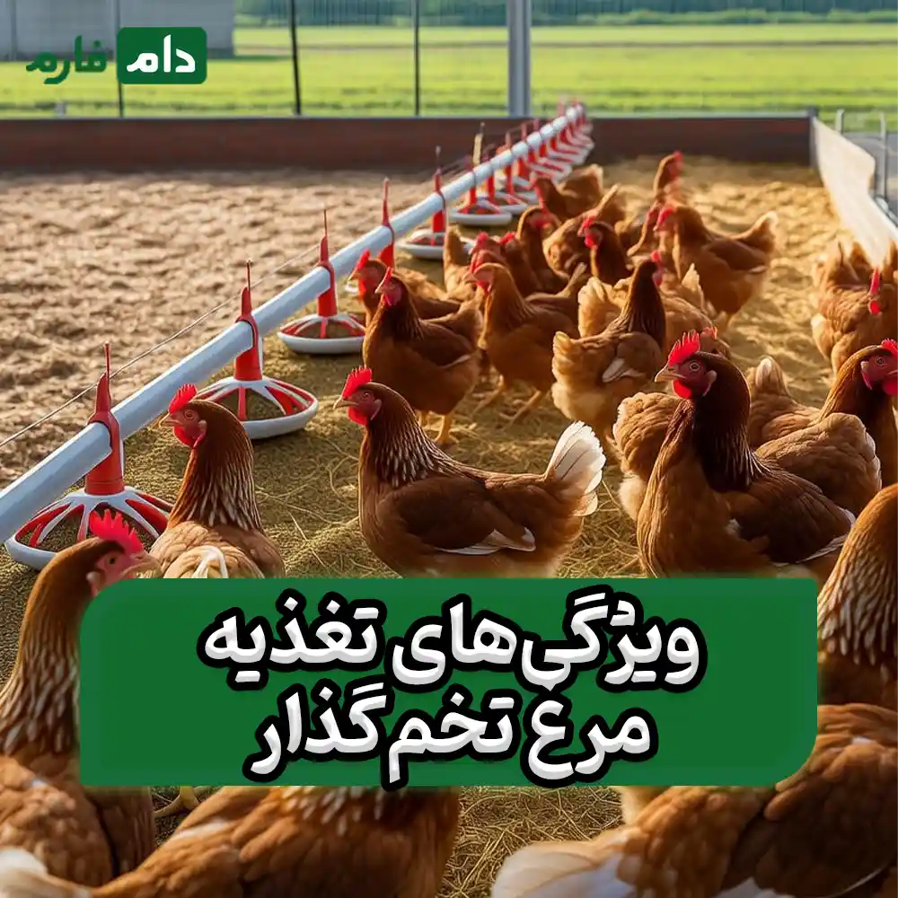 The-difference-between-feeding-broiler-and-laying-hens