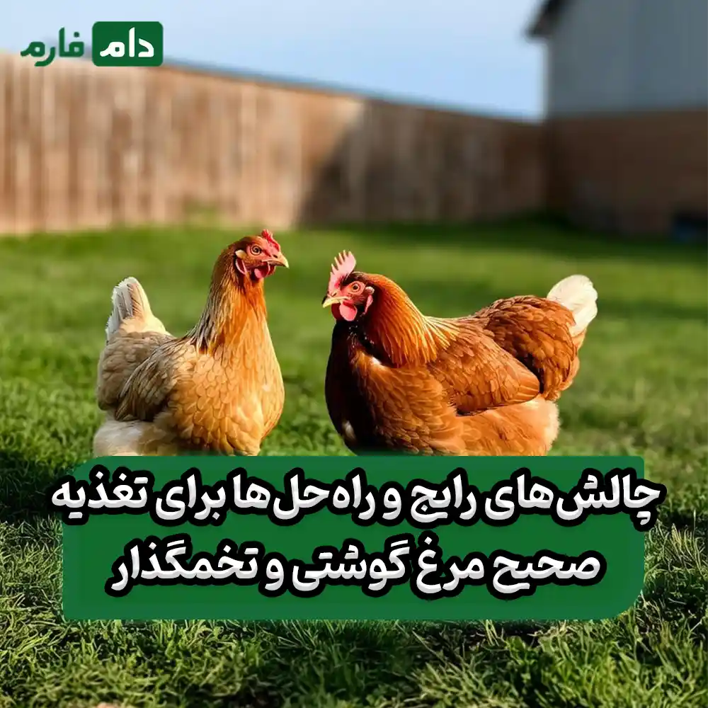 The-difference-between-feeding-broiler-and-laying-hens