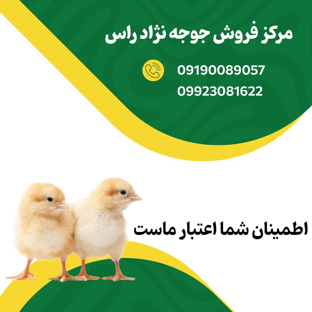 مرکز_فروش_جوجه_یک_روزه_نژاد_راس_۰۹۱۹۰۰۸۹۰۵۷