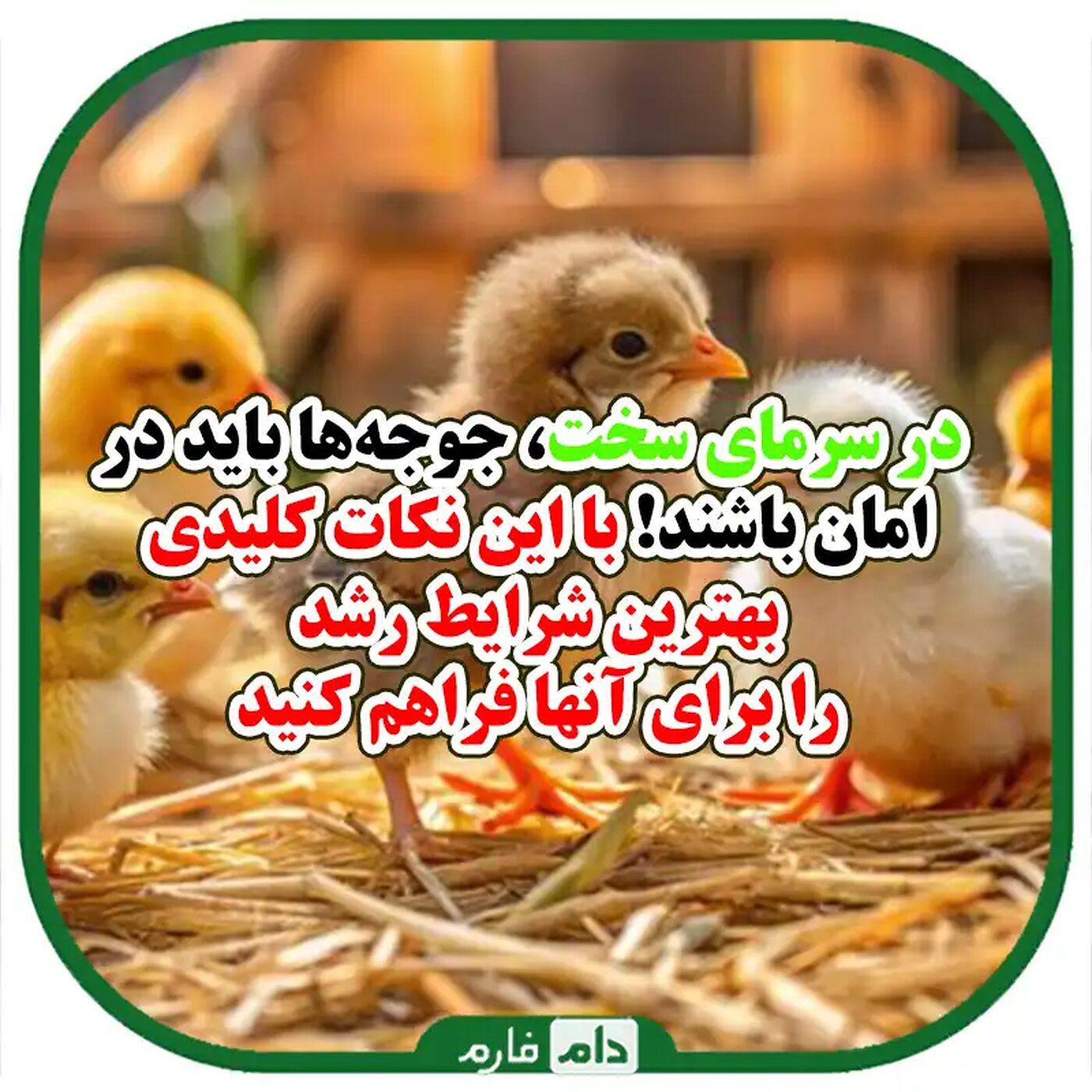 روش‌های_نگهداری_و_مراقبت_از_جوجه_یک_روزه_در_سرمای_شدید
