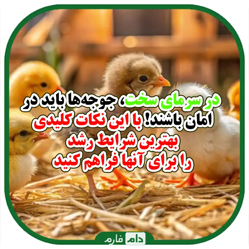 روش‌های_نگهداری_و_مراقبت_از_جوجه_یک_روزه_در_سرمای_شدید