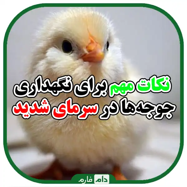 Methods-of-maintaining-and-caring-for-a-day-old-chicken-in-extreme-cold