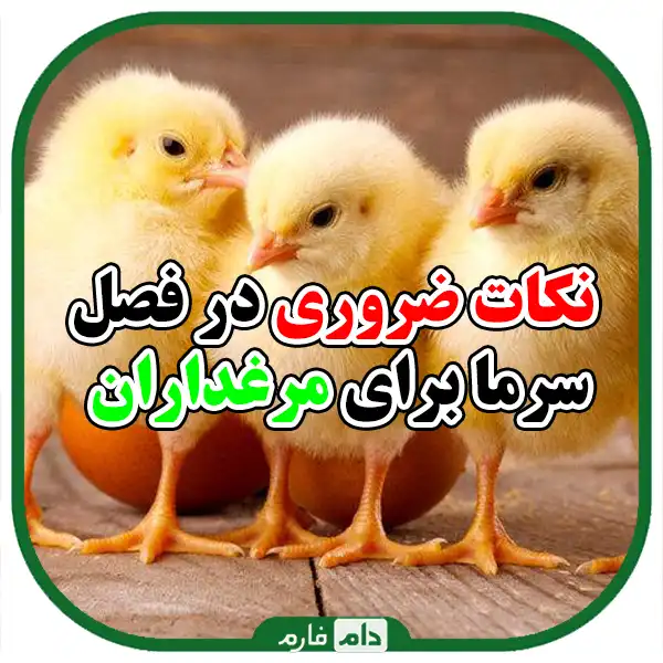 Methods-of-maintaining-and-caring-for-a-day-old-chicken-in-extreme-cold