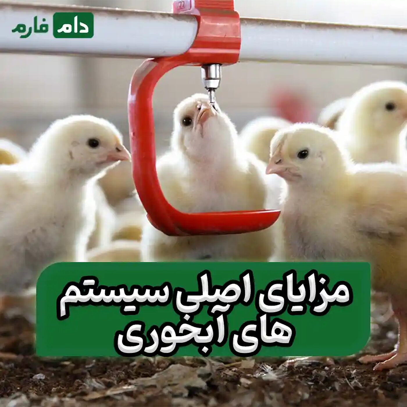 مزایای_و_معایب_سیستم‌های_آبخوری_خودکار_برای_مرغداری‌ها