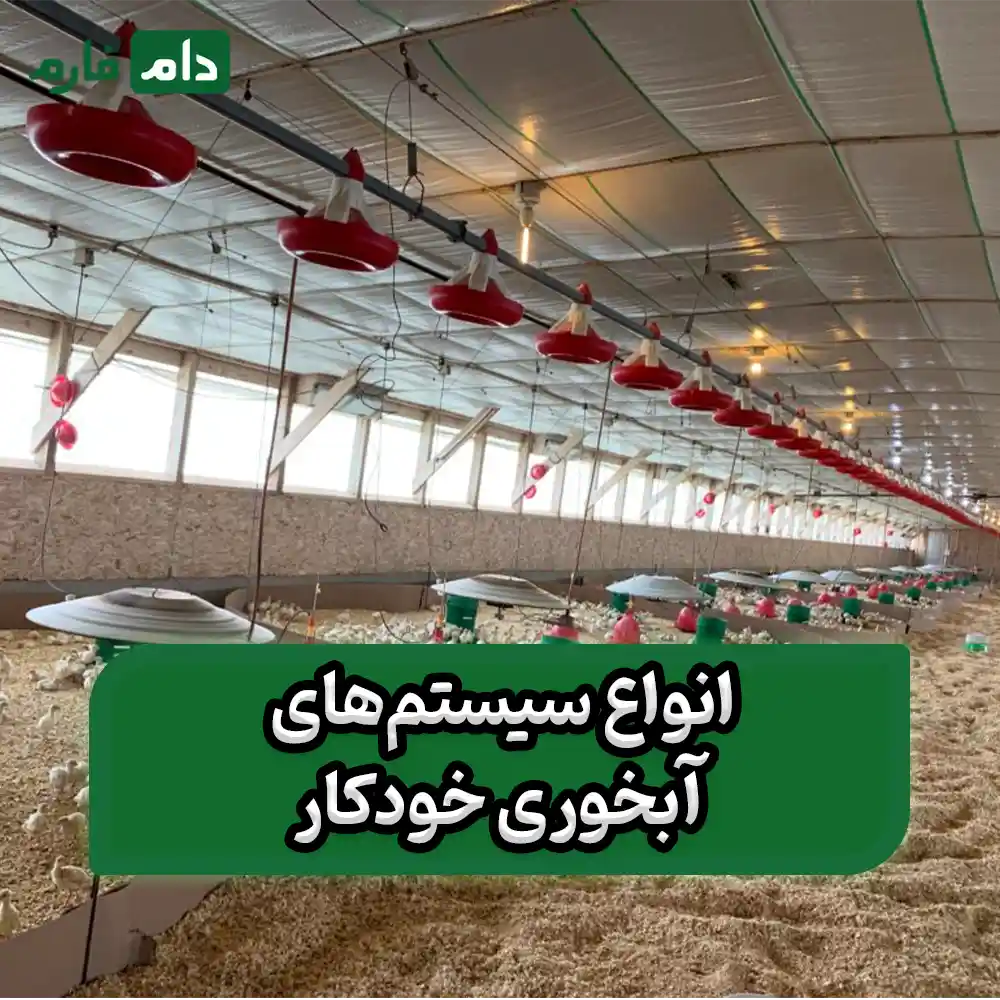 Advantages-and-disadvantages-of-automatic-drinking-systems-for-poultry-farms