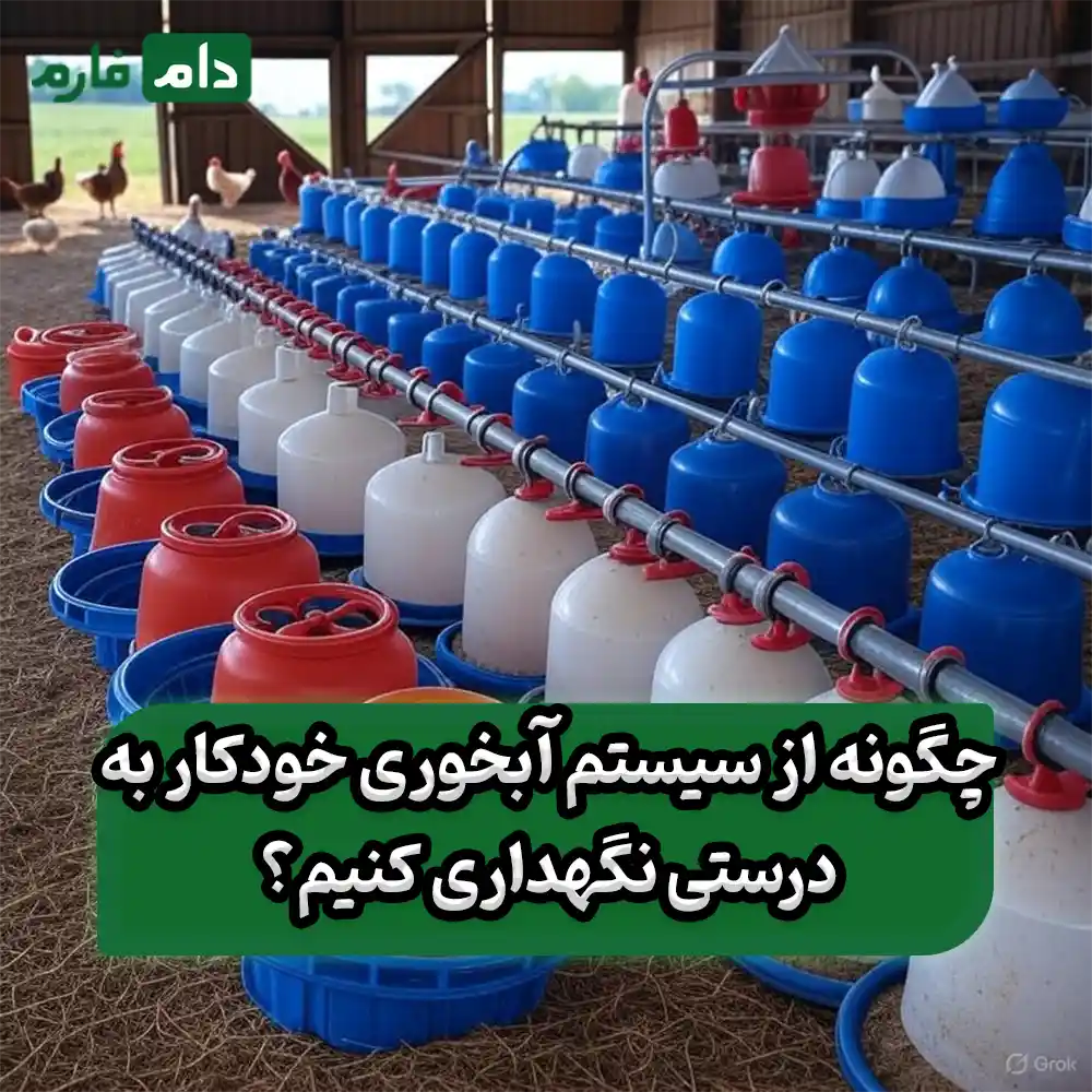 Advantages-and-disadvantages-of-automatic-drinking-systems-for-poultry-farms