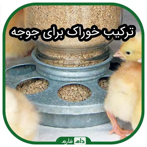 How-to-prepare-day-old-chicks-for-feeding-with-different-foods