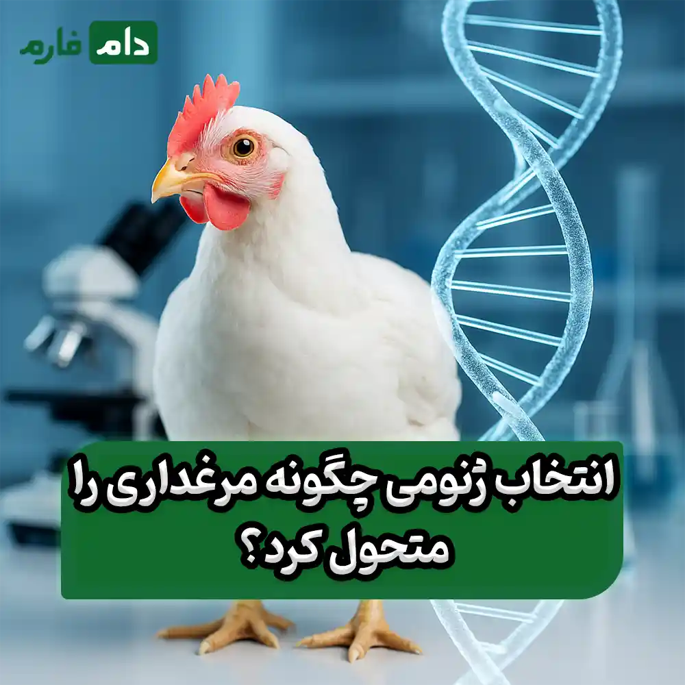 انتخاب_ژنومی_در_پرورش_مرغ_گوشتی:_آینده‌ای_که_همین_امروز_آغاز_می‌شود