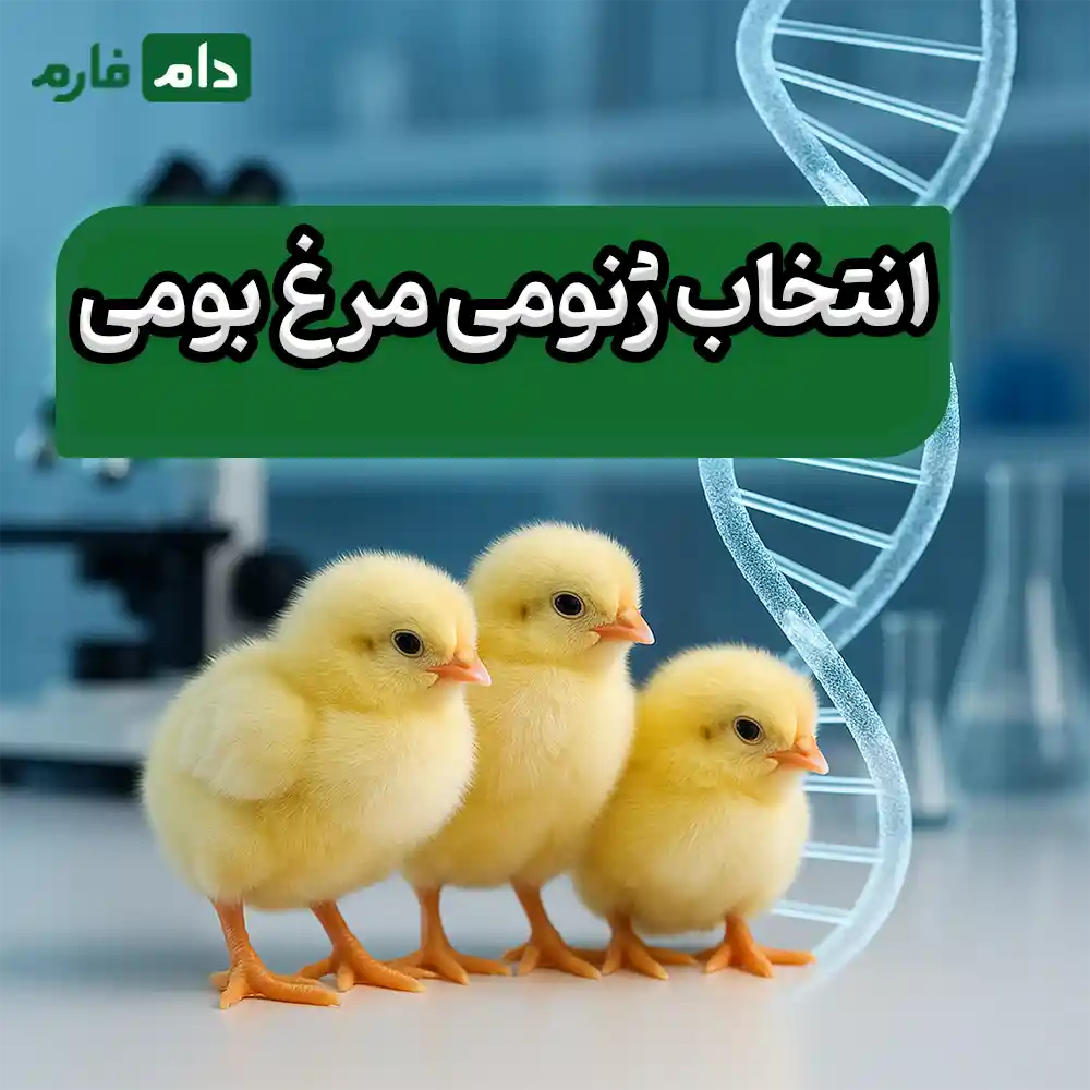 Genomic-selection-in-broiler-breeding