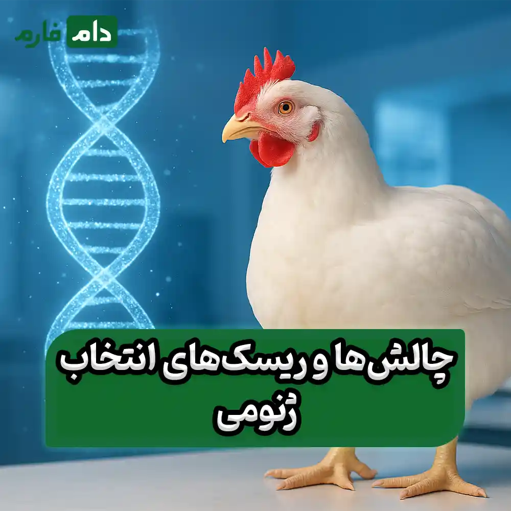 Genomic-selection-in-broiler-breeding