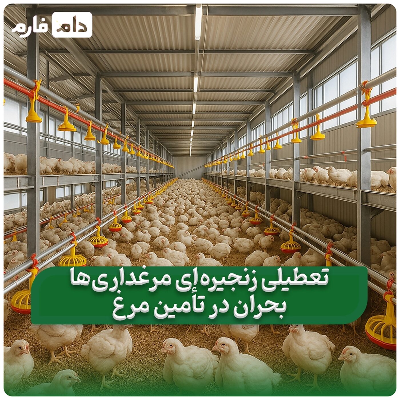 __تعطیلی_مرغداری‌ها_در_کشور؛_خطر_گرانی_