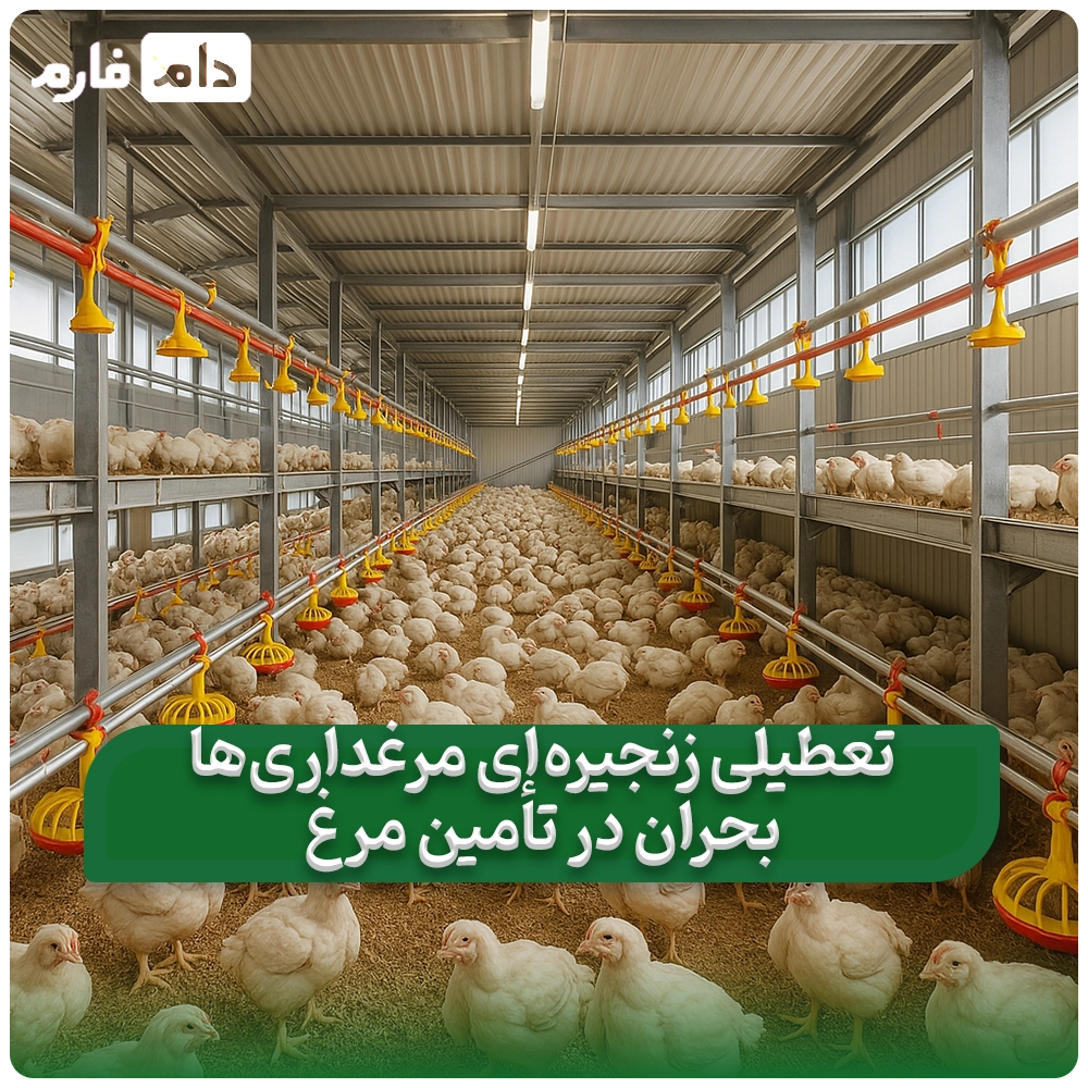 __تعطیلی_مرغداری‌ها_در_کشور؛_خطر_گرانی_