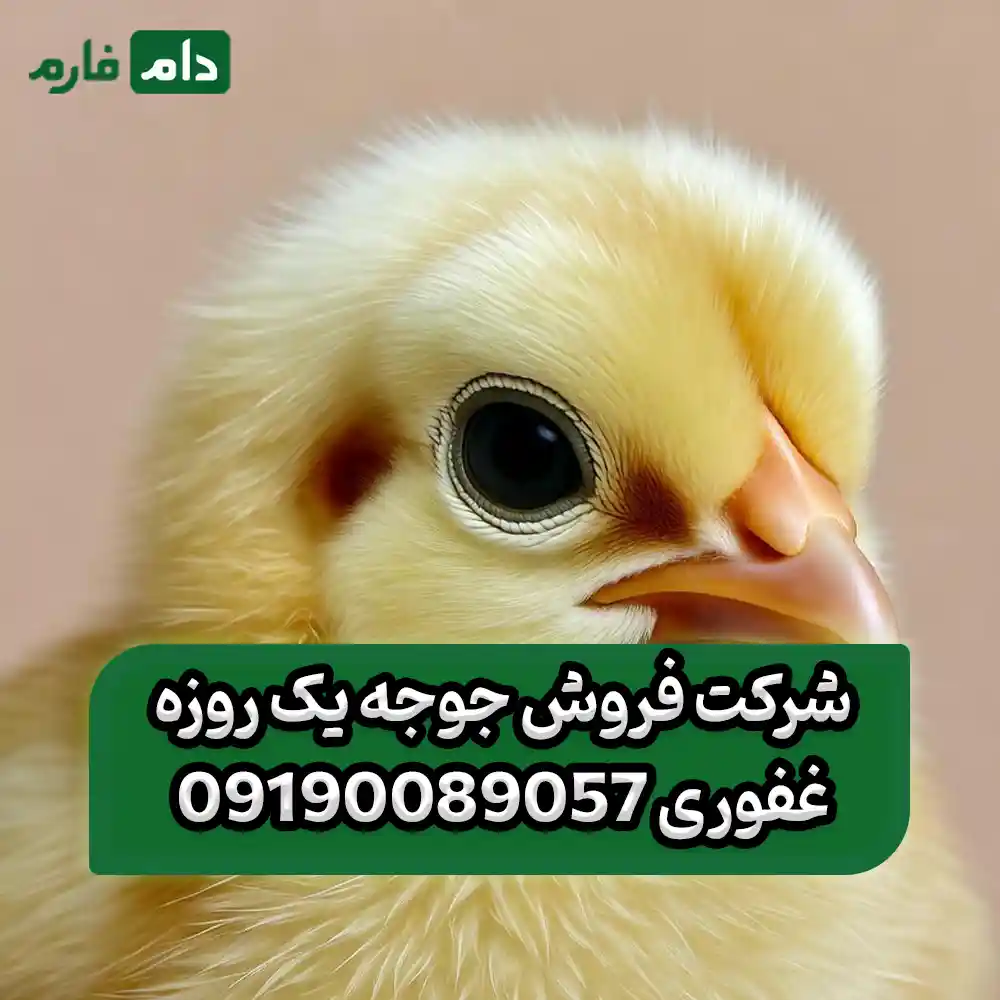 فروش_جوجه_یک_روزه_شرکت__غفوری_09190089057