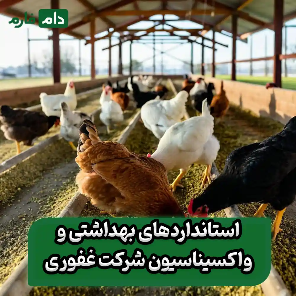 Ghafouri-day-old-chick-sales-company-09190089057