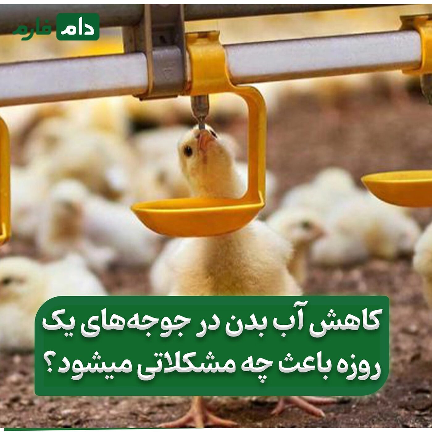علل_کمبود_آب_در_بدن_جوجه_یک_روزه_و_تاثیرات_آن_در_سالن_مرغداری