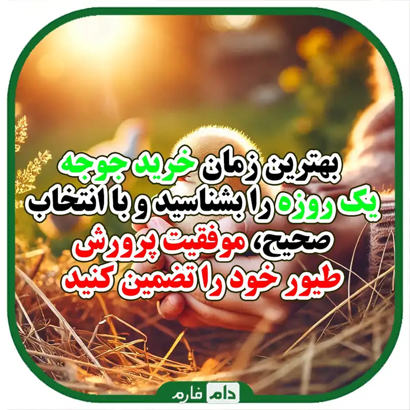 بهترین_زمان_برای_خرید_جوجه_یک_روزه_و_نکاتی_که_باید_بدانید