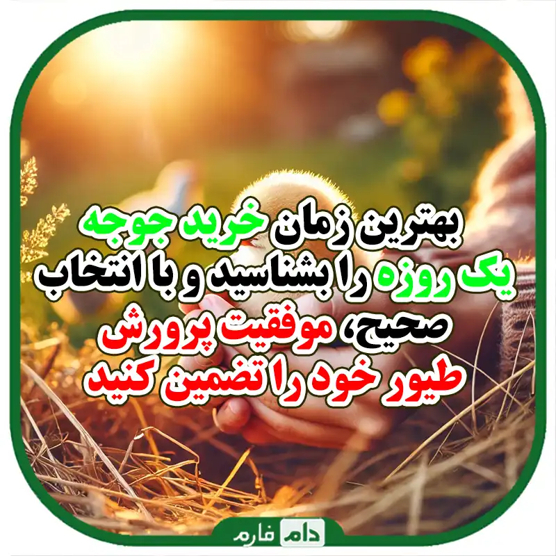 بهترین_زمان_برای_خرید_جوجه_یک_روزه_و_نکاتی_که_باید_بدانید