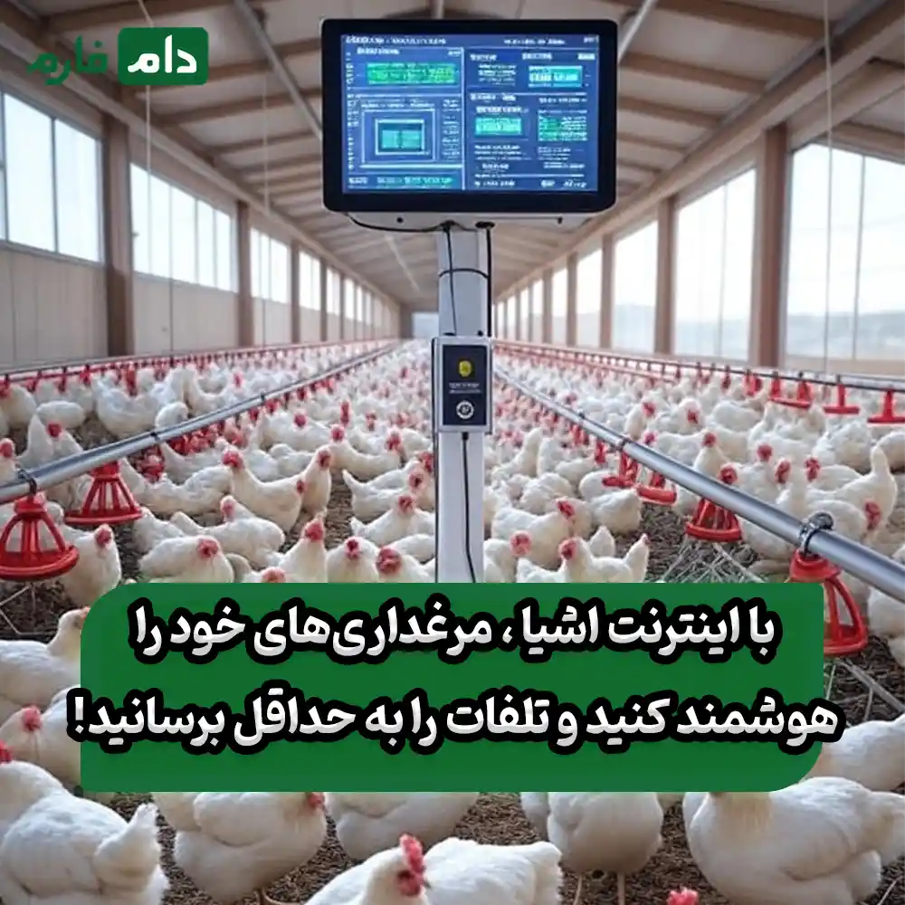 نقش_اینترنت_اشیا_در_کاهش_تلفات_مرغداری_