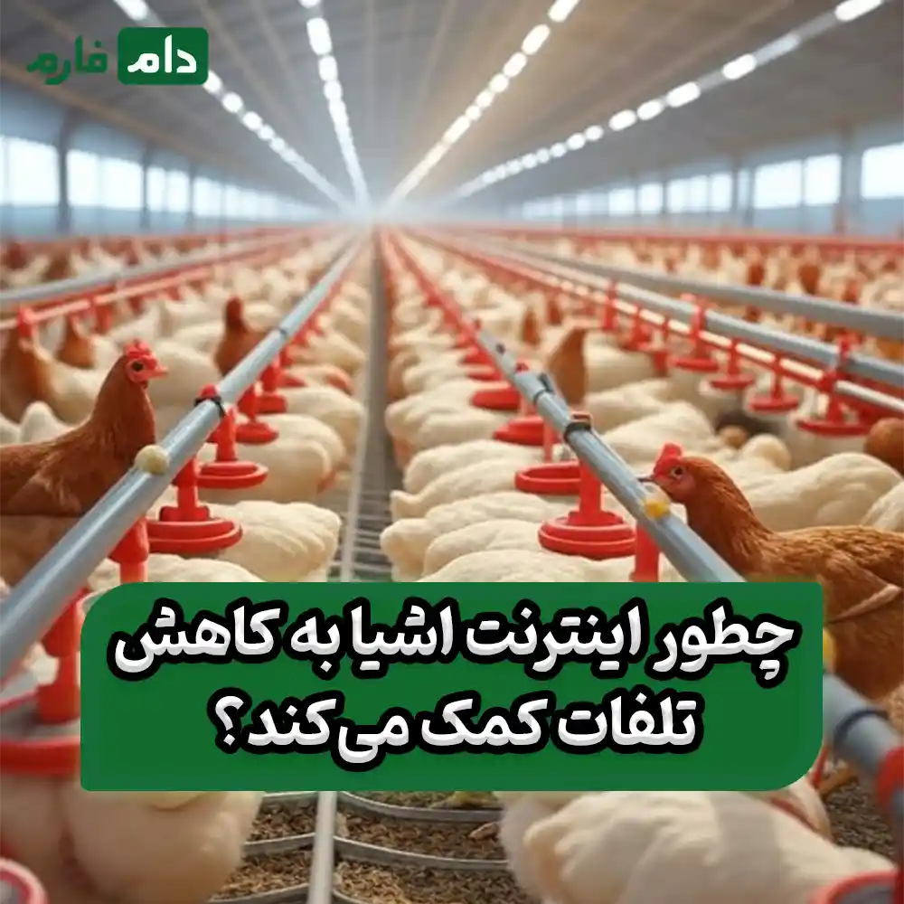 The-role-of-the-Internet-of-Things-in-reducing-poultry-losses