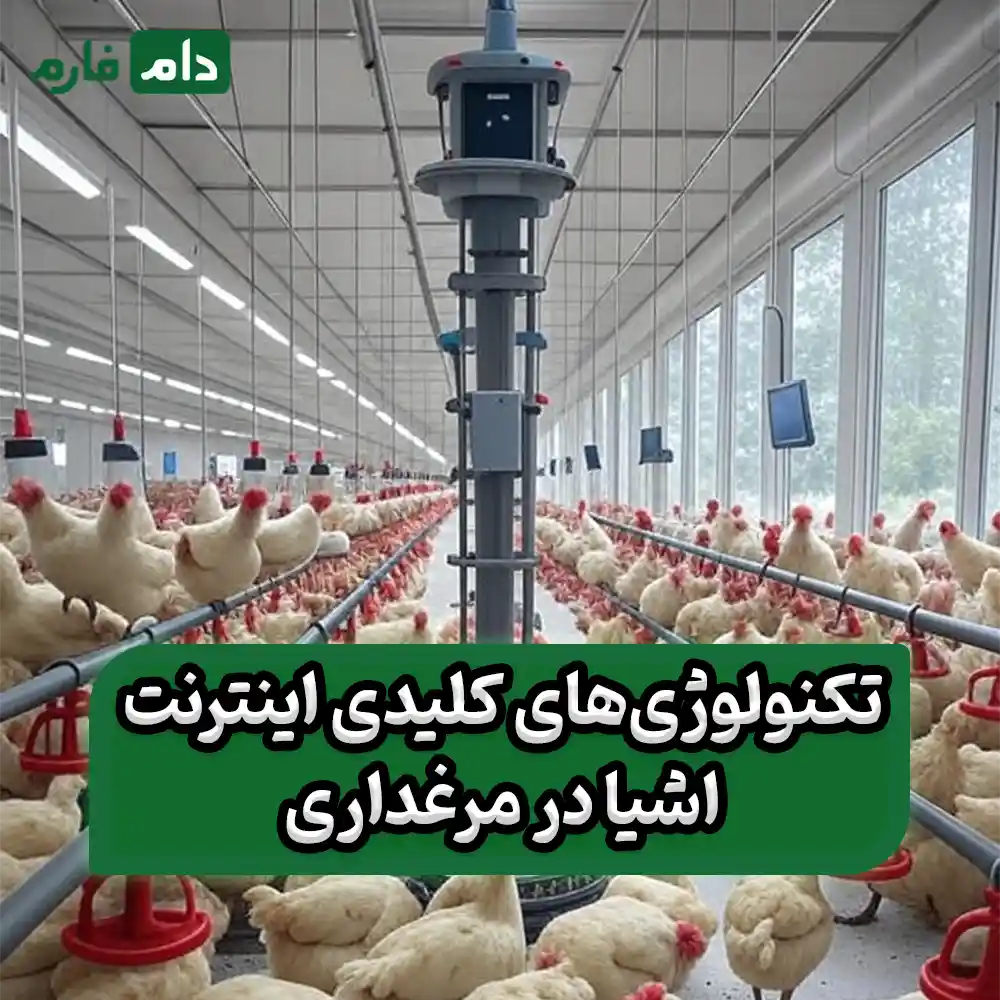 The-role-of-the-Internet-of-Things-in-reducing-poultry-losses