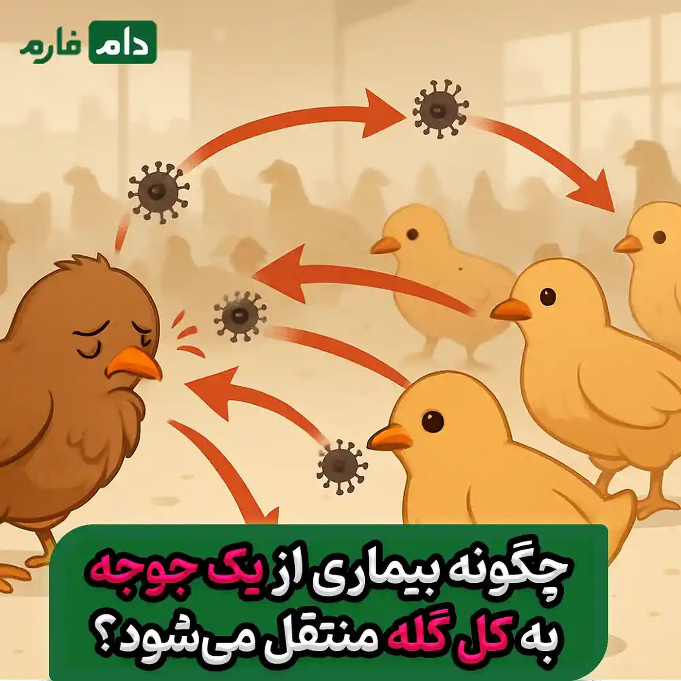 چگونه_بیماری_از_یک_جوجه_به_کل_گله_منتقل_می‌شود؟