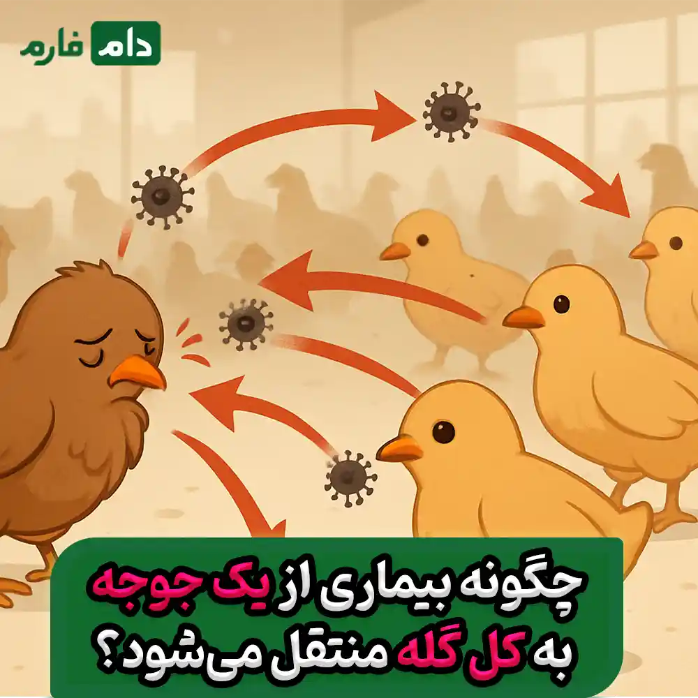 چگونه_بیماری_از_یک_جوجه_به_کل_گله_منتقل_می‌شود؟
