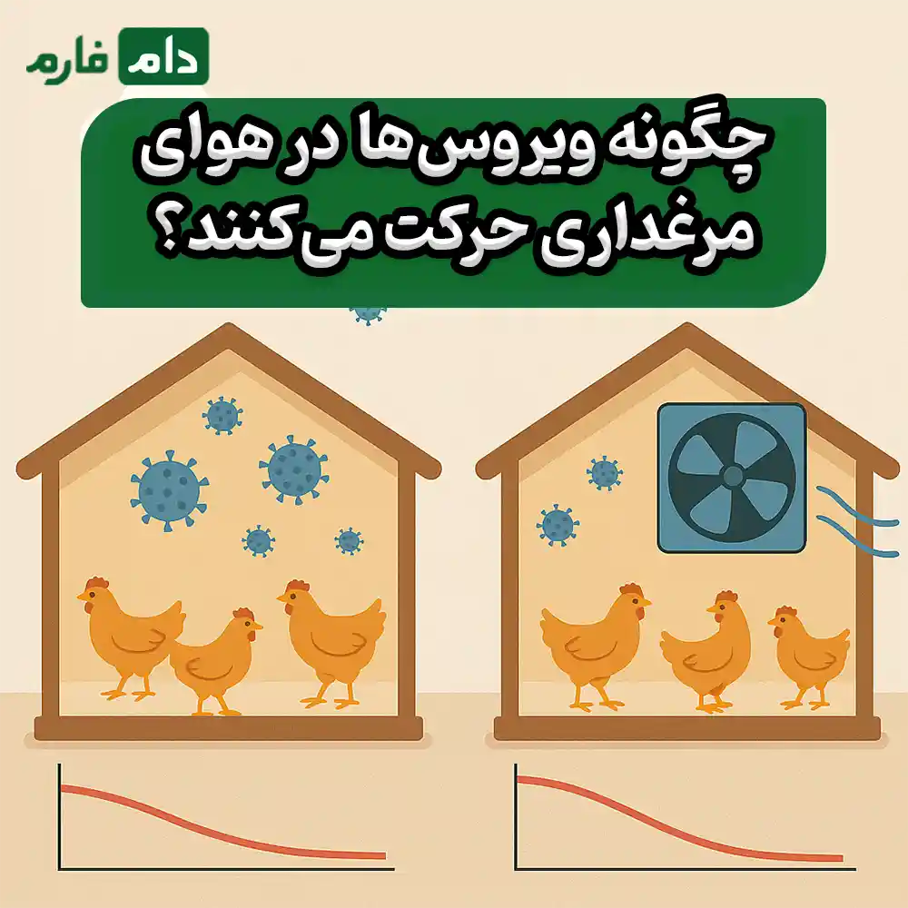 How-does-a-disease-spread-from-one-chicken-to-the-entire-flock
