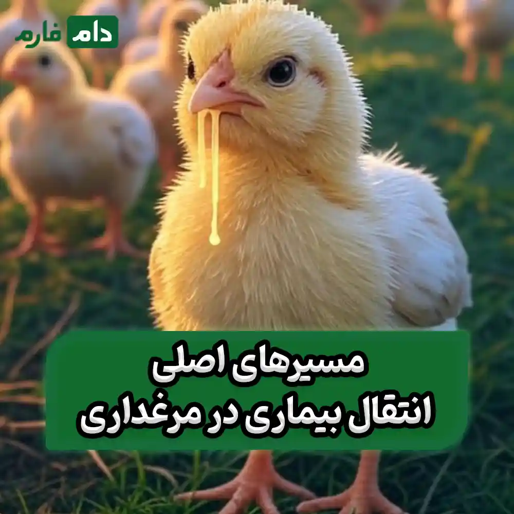 How-does-a-disease-spread-from-one-chicken-to-the-entire-flock
