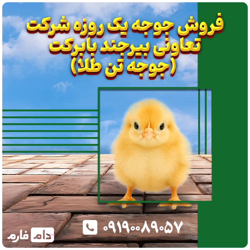 فروش_جوجه_یک_روزه_شرکت_تعاونی_بیرجند_بابرکت_(جوجه_تن_طلا)_09190089057