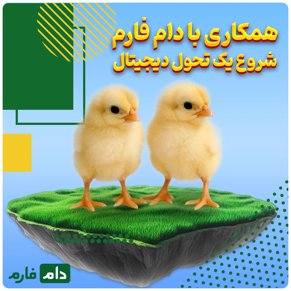 Selling-one-day-old-chicks-from-Birjand-Babarakat-Cooperative-Company-(golden-ton-chicks)-