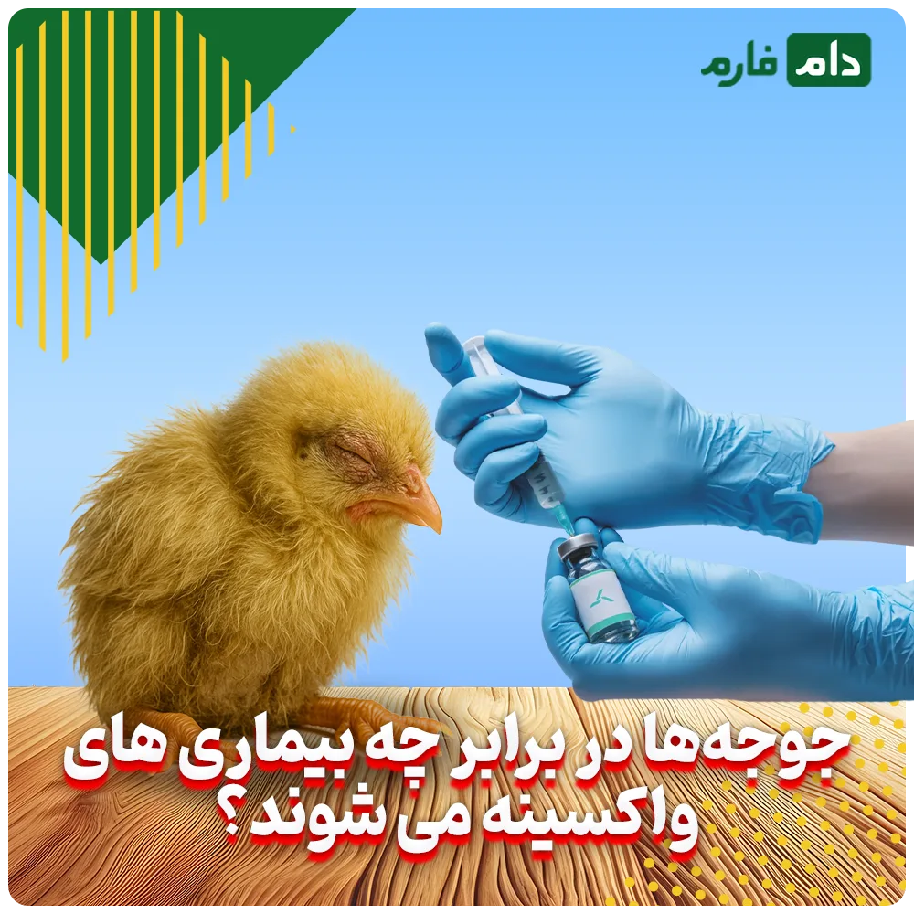 Selling-one-day-old-chicks-from-Birjand-Babarakat-Cooperative-Company-(golden-ton-chicks)-