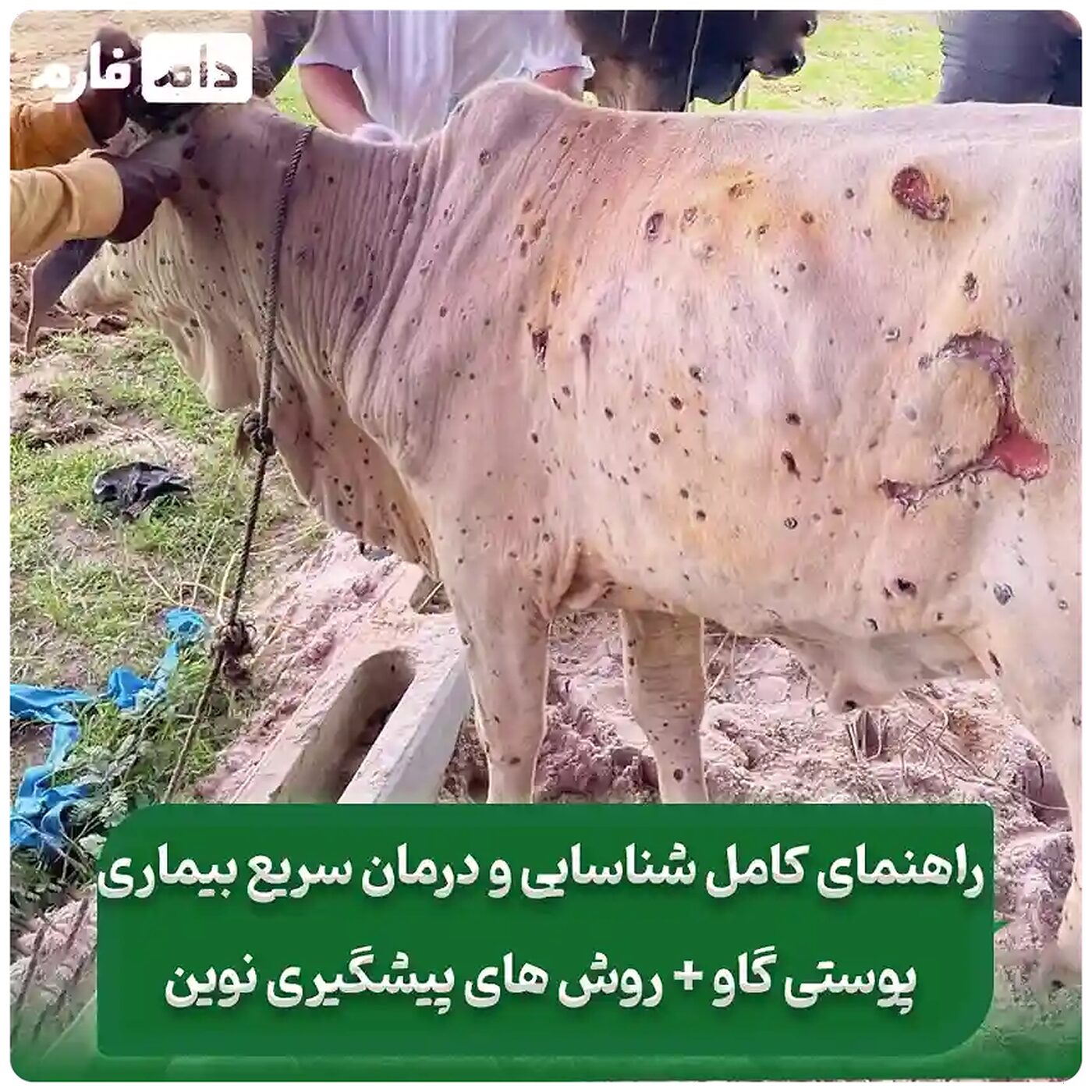 راهنمای_کامل_شناسایی_و_درمان_سریع_بیماری‌های_پوستی_گاو_