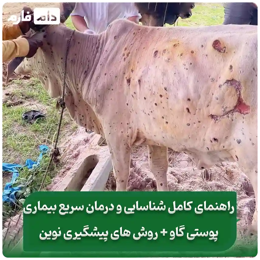 راهنمای_کامل_شناسایی_و_درمان_سریع_بیماری‌های_پوستی_گاو_