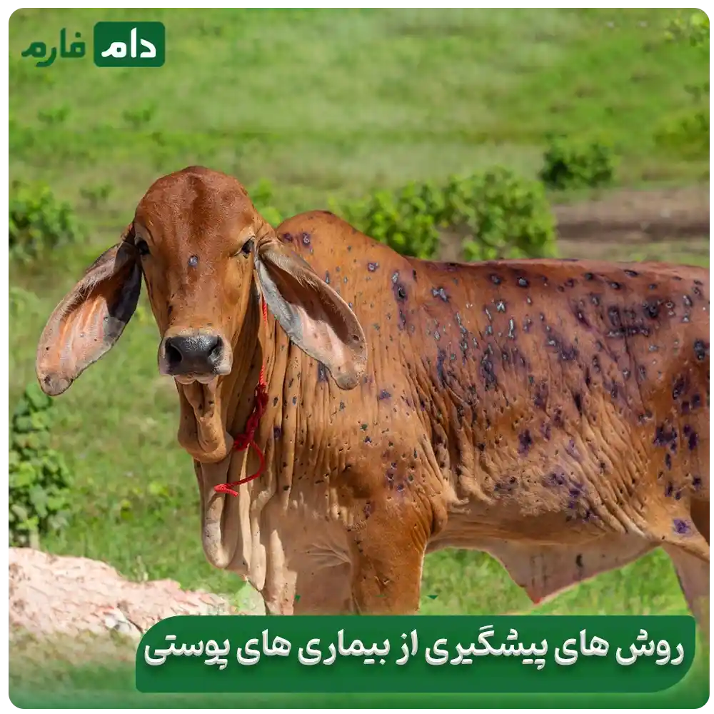 How-to-quickly-identify-and-treat-cattle-skin-diseases