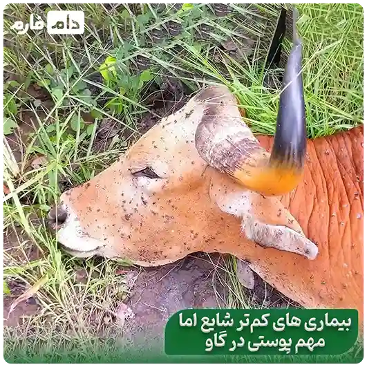 How-to-quickly-identify-and-treat-cattle-skin-diseases