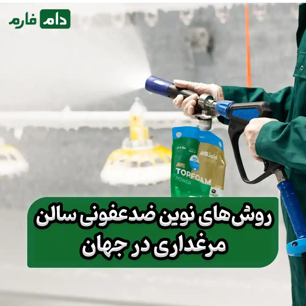 10-essential-steps-to-completely-disinfect-a-poultry-house-(without-leaving-any-disease-behind)