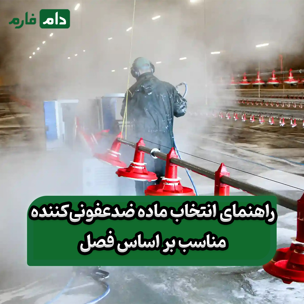 10-essential-steps-to-completely-disinfect-a-poultry-house-(without-leaving-any-disease-behind)