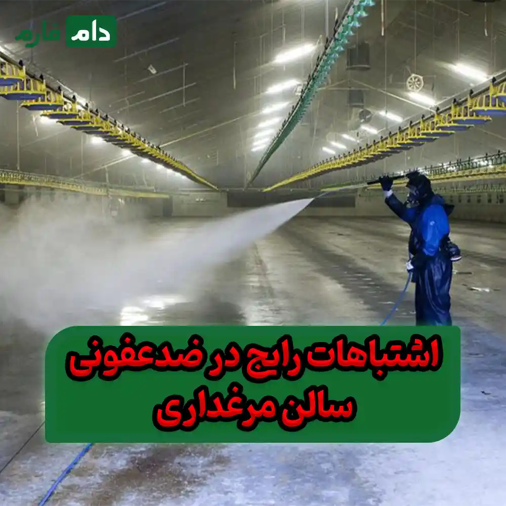 10-essential-steps-to-completely-disinfect-a-poultry-house-(without-leaving-any-disease-behind)