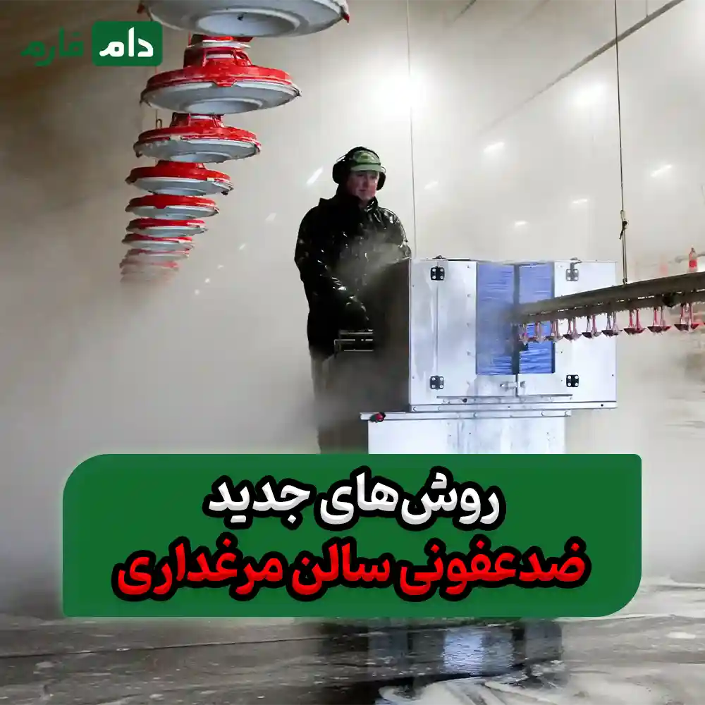 ۱۰_مرحله_ضروری_برای_ضدعفونی_کامل_سالن_مرغداری_