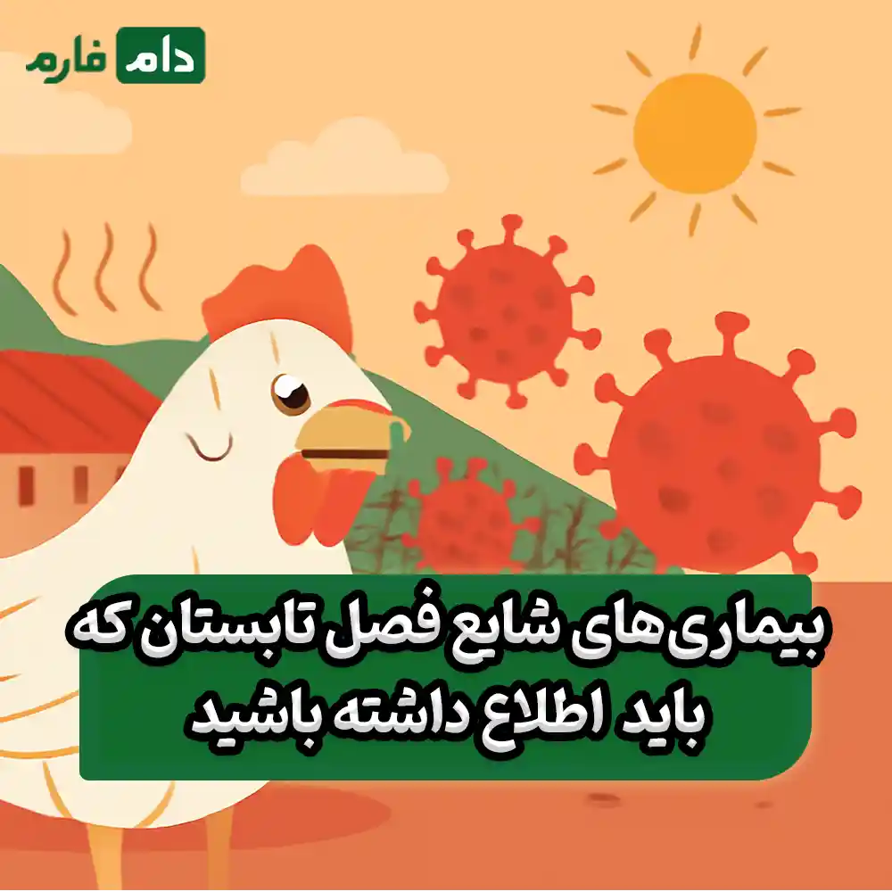 چگونه_از_بروز_بیماری‌های_تابستانی_در_مرغداری‌ها_جلوگیری_کنیم؟