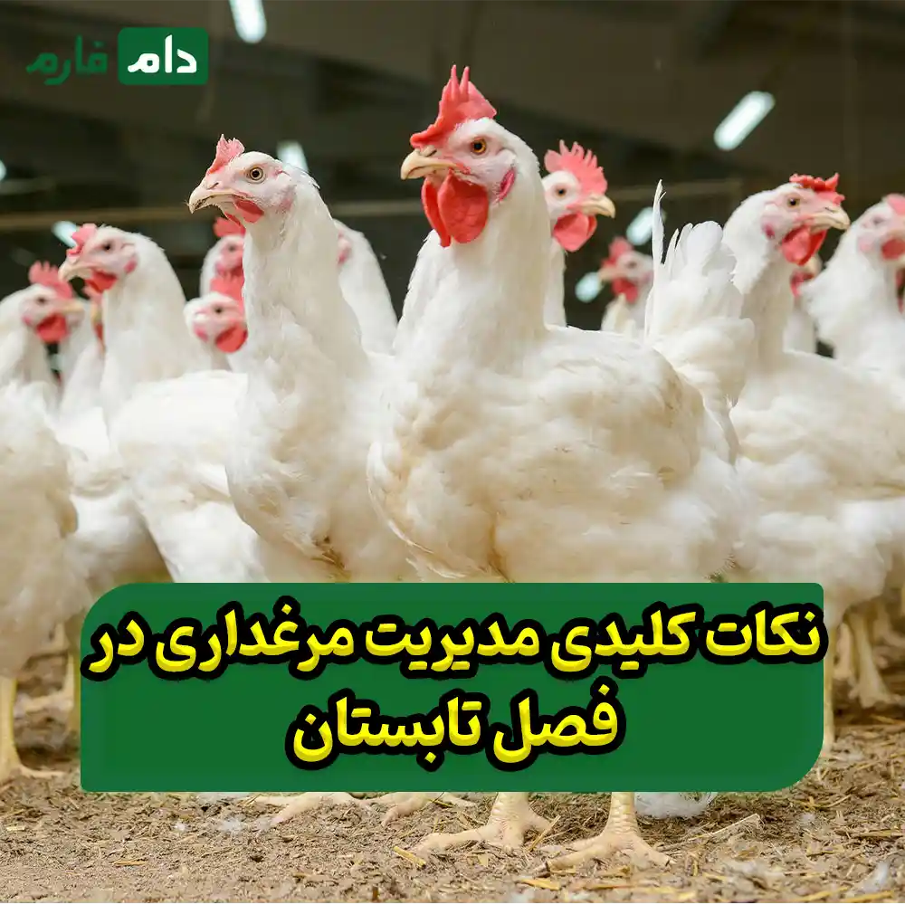 How-to-prevent-summer-diseases-in-poultry-farms